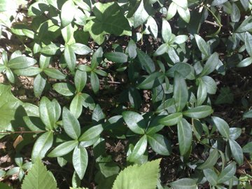 Ricopre il sottobosco